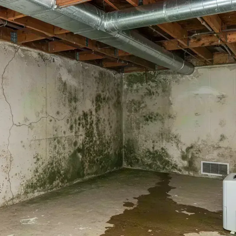 Professional Mold Removal in Winnebago, IL